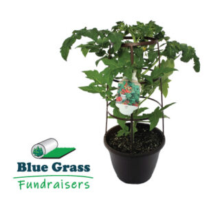 Caged 12" Tomato Plant