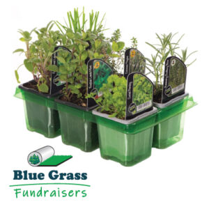 Assorted Herbs - 6 Pack